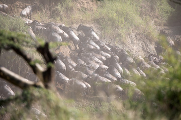 The Wildebeest migration on the banks of the Mara River. Every Year 1.5 million cross the Masai...