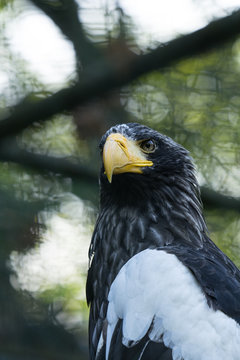 Head portrait of a Steller's sea eagle (Latin: Haliaeetus pelagicus) a large diurnal bird of prey. Majestic bird with dangerous bright yellow beak looking imperiously at photographer.