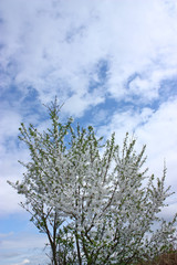 Obst-Blüte