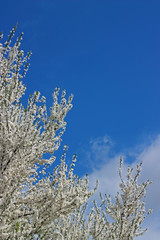 Obst-Blüte