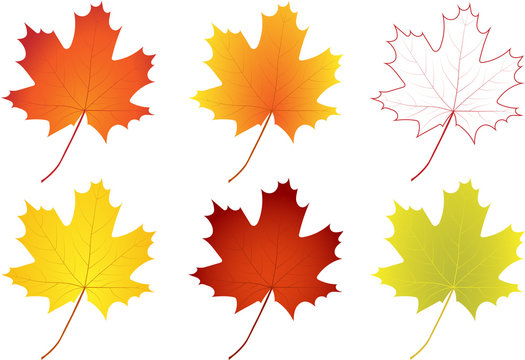 Set of colorful autumn maple leaves. Editable vector illustration.
