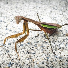 praying mantis on a background