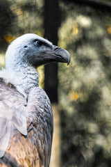 Head portrait of the griffon vulture (Latin: Gyps fulvus), a large predator bird of family Accipitridae. Also known as Eurasian griffon. Bird head is turned down, black background.