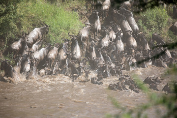 The Wildebeest migration on the banks of the Mara River.  Every Year 1.5 million cross the Masai Mara in Kenya.