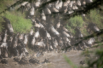 The Wildebeest migration on the banks of the Mara River.  Every Year 1.5 million cross the Masai Mara in Kenya.