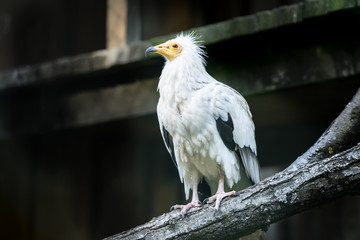 Portrait of the Egyptian vulture (Latin: Neophron percnopterus), also white scavenger vulture or pharaoh's chicken. Interesting bird with white plumage with black flight feathers  in the wings.