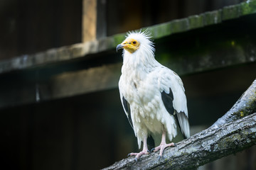 Portrait of the Egyptian vulture (Latin: Neophron percnopterus), also white scavenger vulture or pharaoh's chicken. Interesting bird with white plumage with black flight feathers  in the wings.