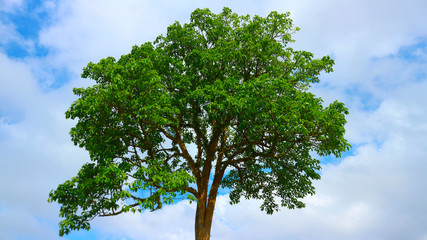 Tree isolated on a white background