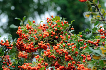 bright red pyracantha fruit on a natural bush against a blue sky
