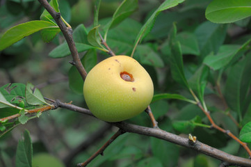 Californian henomeles fruits on a tree with green leaves