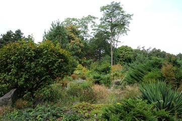 fragment of an autumn park with a green lawn and evergreen trees
