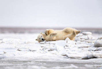 Polar Bear Cub, Kaktovik, Alaska, USA © TomIngramPhotography