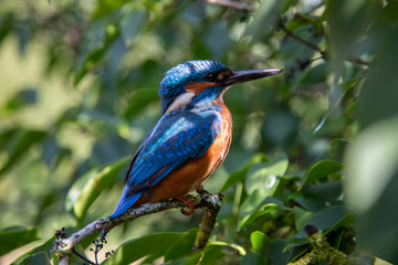 Martin-pêcheur 