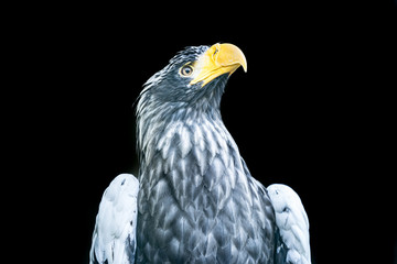 Portrait of a Steller's sea eagle (Latin: Haliaeetus pelagicus) a large diurnal bird of prey. Majestic bird with dangerous bright yellow beak 