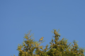 The close up photo of a bird fieldfare (Latin: Turdus pilaris) sitting in the the top of old spruce tree with wide bright blue background, Estonia, Europe.