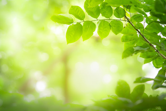 Green Nature Images – Browse 38,161,125 Stock Photos, Vectors, and Video |  Adobe Stock