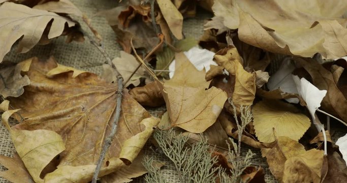 Foglie in autunno