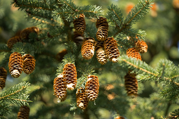 Close up of a cone of a spruce tree. Resin dripping from the top of the cone. Christmas feeling in mid summer.