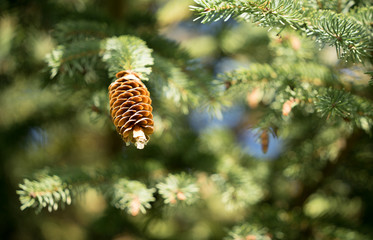 Close up of a cone of a spruce tree. Resin dripping from the top of the cone. Christmas feeling in mid summer.