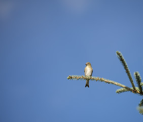 Tiny probably female Crossbill (Latin: Loxia, Fringillidae) on the top of spruce tree monitoring the area after feeding on seeds. Blue sky background. Estonia, North Europe.