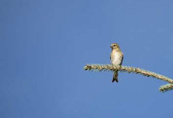 Tiny probably female Crossbill (Latin: Loxia, Fringillidae) on the top of spruce tree monitoring the area after feeding on seeds. Blue sky background. Estonia, North Europe.