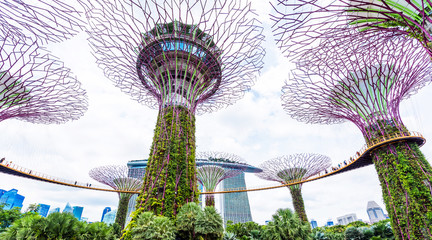 Supertree grove in garden by the bay, Singapore.