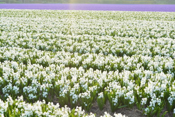 field of beautiful hyacinth flowers in the spring time