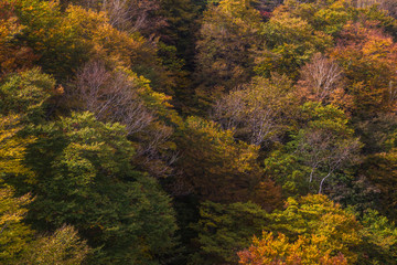Fototapeta premium Beautiful color of autumn tree forest on mountain in Nikko