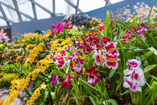 Colorful Orchids In A Botanical Garden, Singapore. With Selective Focus.