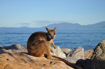 Allied Rock Wallaby, Petrogale assimilis.  Wild wallaby on the breakwater at Nelly Bay, Magnetic Island, Queensland, Australia.