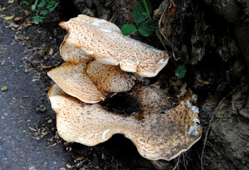 close up of a big bracket or shelf fungus with several layers on the foot of a tree