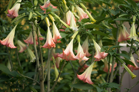 Bush of pink Angel's trumpet (Latin: Brugmansia). woody shrubs, with pendulous fragrant flowers.  Most toxic of ornamental plants, containing tropane alkaloids.