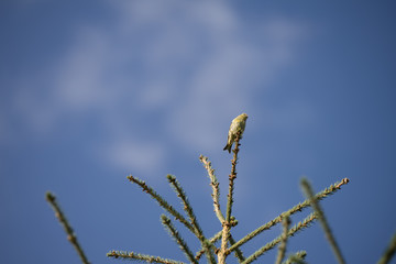 Tiny probably female Crossbill (Latin: Loxia, Fringillidae) on the top of spruce tree monitoring the area after feeding on seeds. Blue sky background. Estonia, North Europe.
