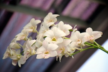 The blurred images of the white orchid planted on the front fence are beautiful and tender.