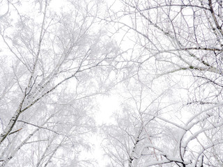 Trees with snow in winter park, snow-covered winter forest