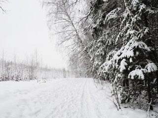 Trees with snow in winter park, snow-covered winter forest