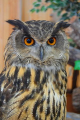 portrait of an owl