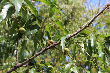 Fruits of the acorn in the autumn