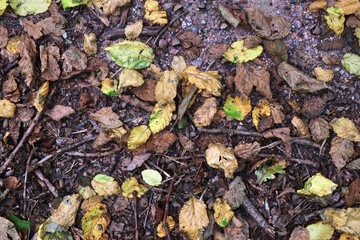 Detailed close up view on autumn forest ground with brown leaves and branches of trees