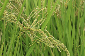 Autumn ear of rice in the field
