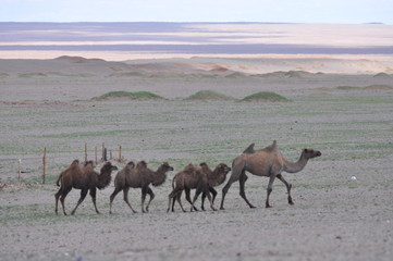 Mongolie, Chameaux dans le Desert de Gobi