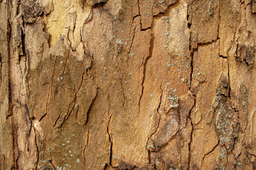 textured wood, wood without bark
