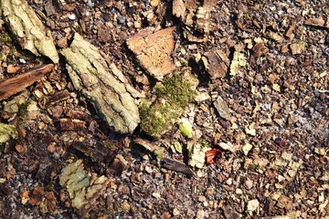 Detailed close up view on autumn forest ground with brown leaves and branches of trees