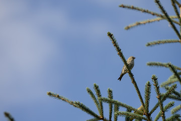 Tiny probably female Crossbill (Latin: Loxia, Fringillidae) on the top of spruce tree monitoring the area after feeding on seeds. Blue sky background. Estonia, North Europe.