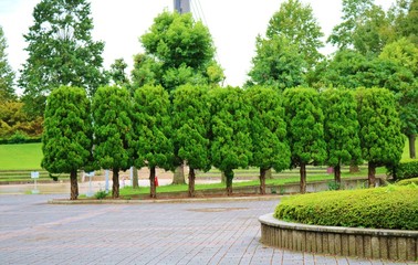 風景　秋　並ぶ木　杤木　公園　日本