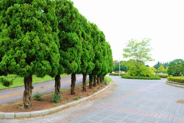 風景　秋　並ぶ木　杤木　公園　日本