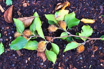 Detailed close up view on autumn forest ground with brown leaves and branches of trees