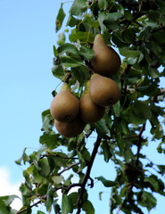 Pears hanging from a branche, ready to be picked