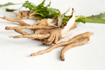 Crude chicory root (Cichorium intybus) with leaves on a white background.