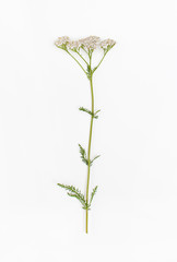 Flowering raw plant yarrow on a white background